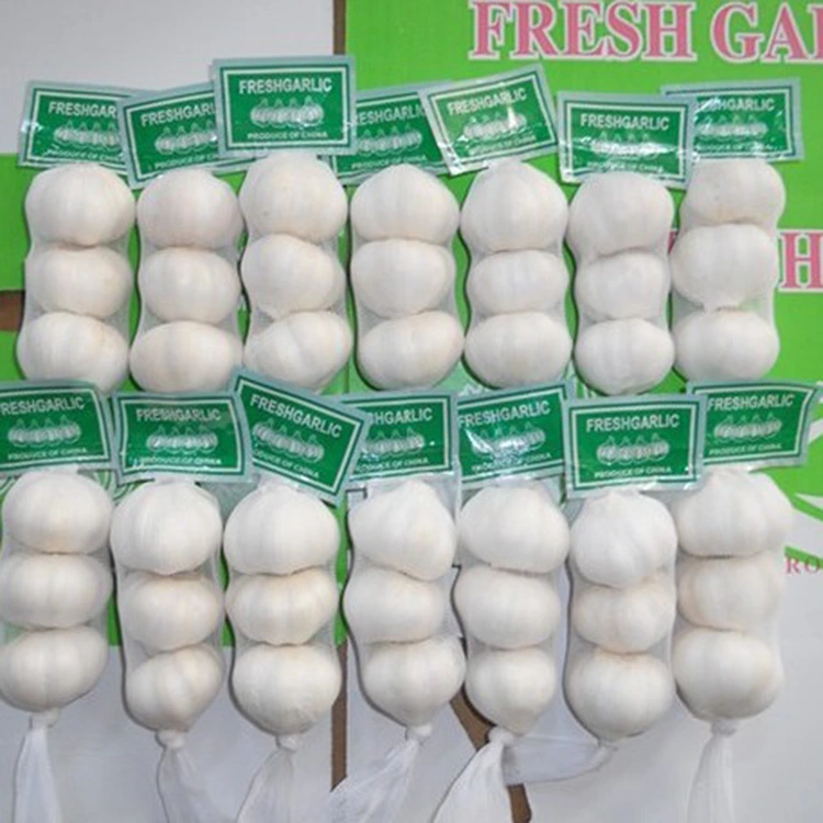 품질을 중시하는 구매자가 프리미엄 신선한 마늘을 선호하는 이유는 무엇입니까?